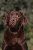 LABRADOR 942